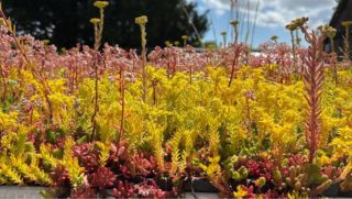 green_roof